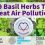9 Basil Herbs to Beat Air Pollution